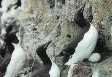 Famille des pingouins (alcidés) À quoi sont associées les colonies d'oiseaux ?